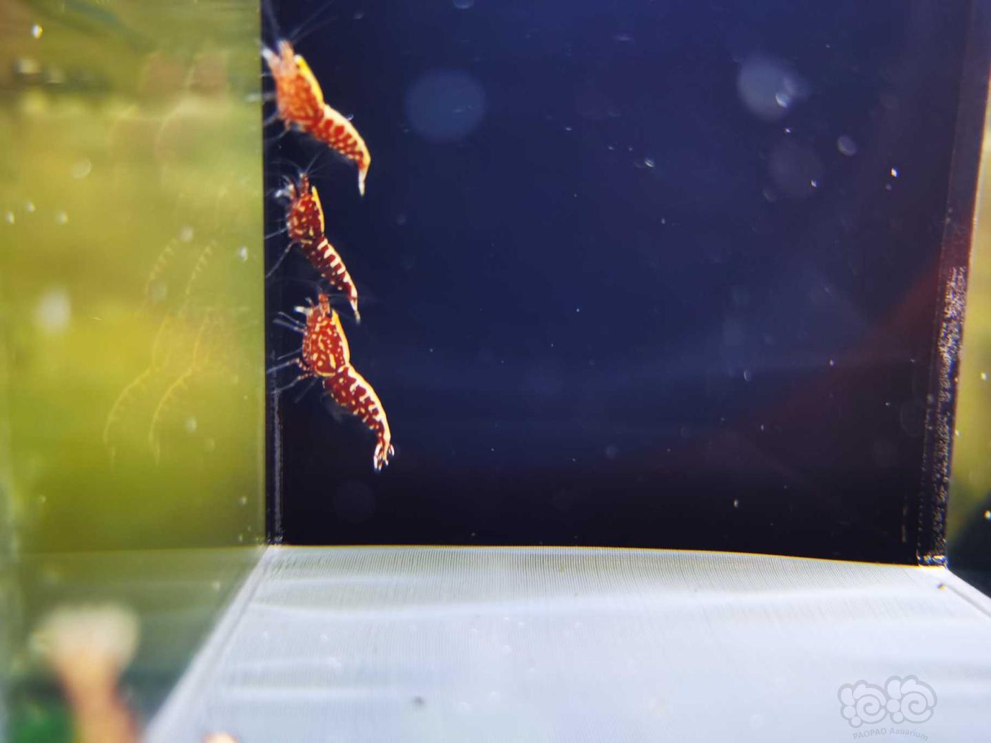 【虾】2020-06-01#RMB拍卖#星钻幼虾-图1