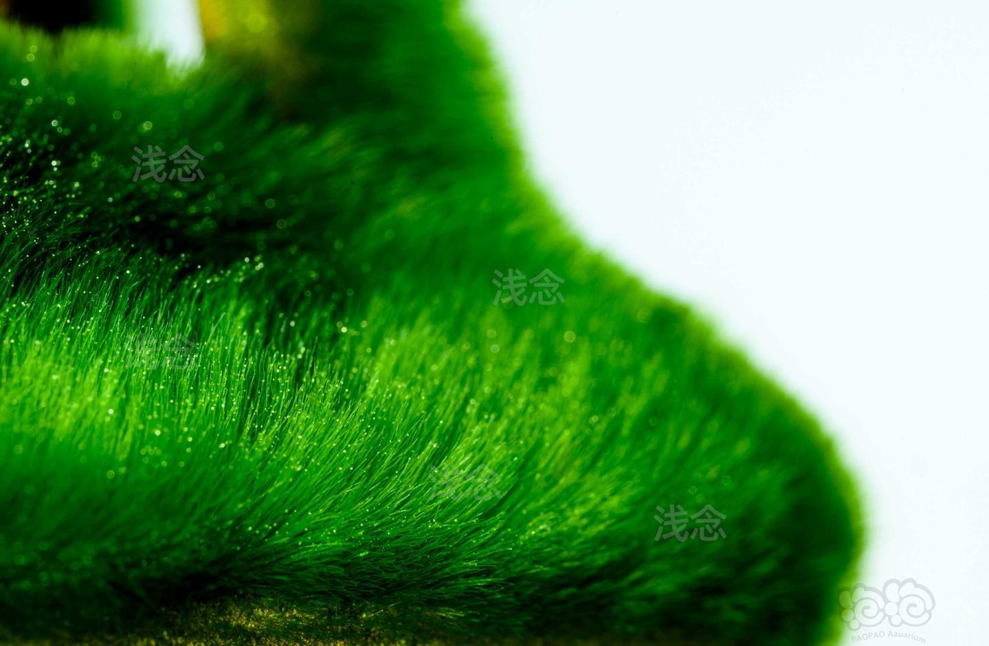短绒藻发出迷人的金属绿，俩字，漂亮，虾更漂亮-图2