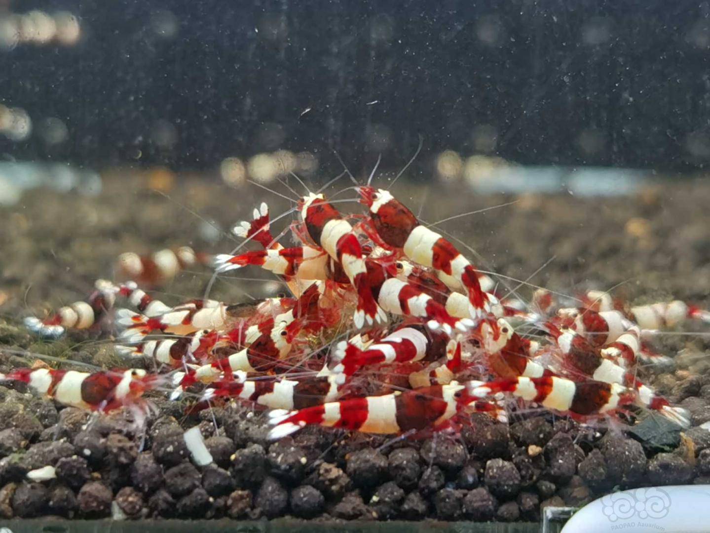 20200611rmb拍卖酒红水晶虾一份100只