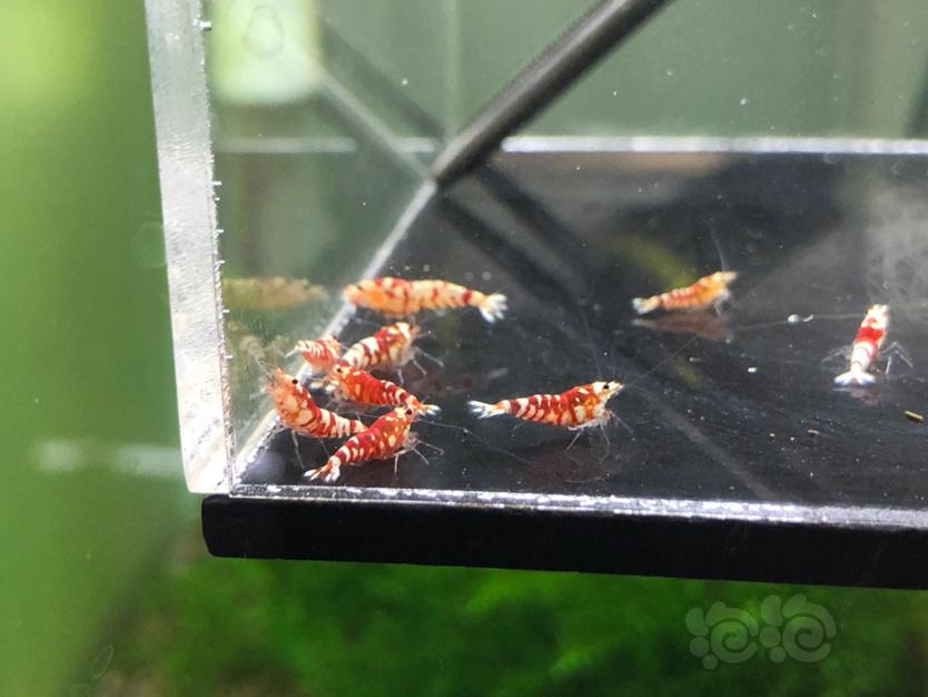 【虾】2020-06-14#RMB拍卖红花虎小虾15只-图5