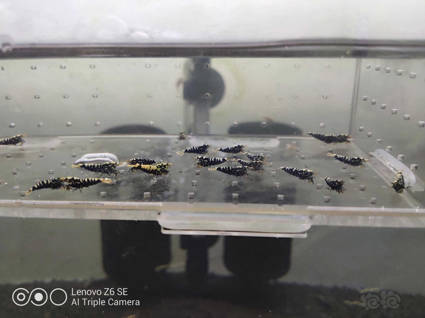 【虾】2020-06-05#RMB拍卖黑银河小虾一份-图2