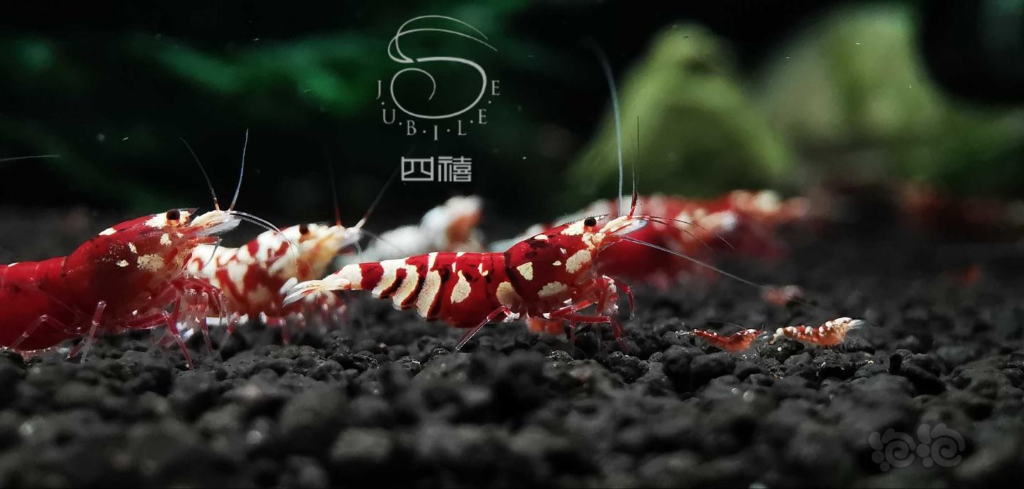 红花虎水晶虾-图2