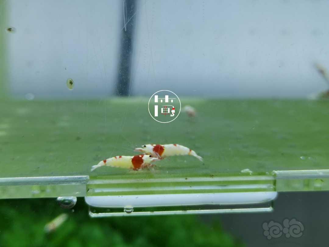 【虾】2020-06-14#RMB拍卖精选系统白躯红白水晶虾15只-图1