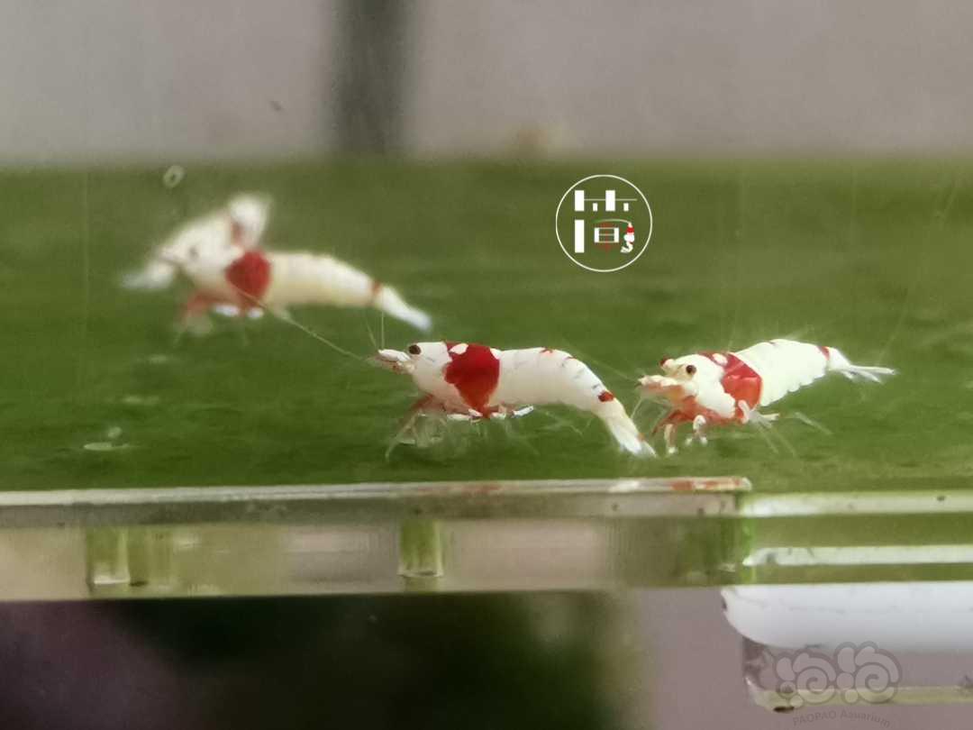 【虾】2020-06-09#RMB拍卖精选系统红白水晶虾10只-图3