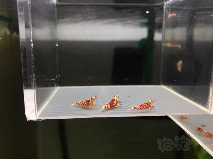 【虾】2020-06-16#RMB拍卖太极红花虎1公2母-图3