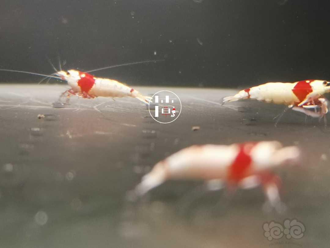【虾】2020-06-28#RMB拍卖红白水晶虾18只-图2