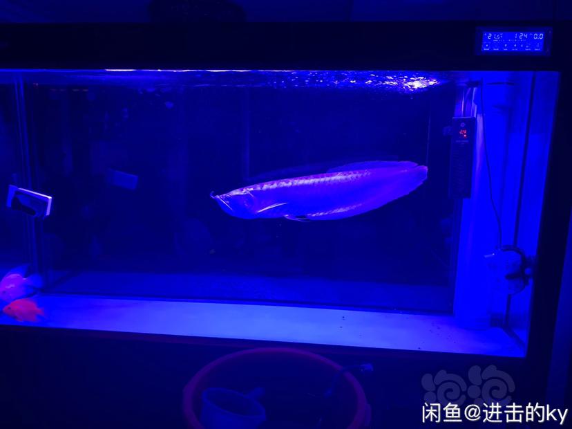 【热带鱼】60cm+银龙-图6