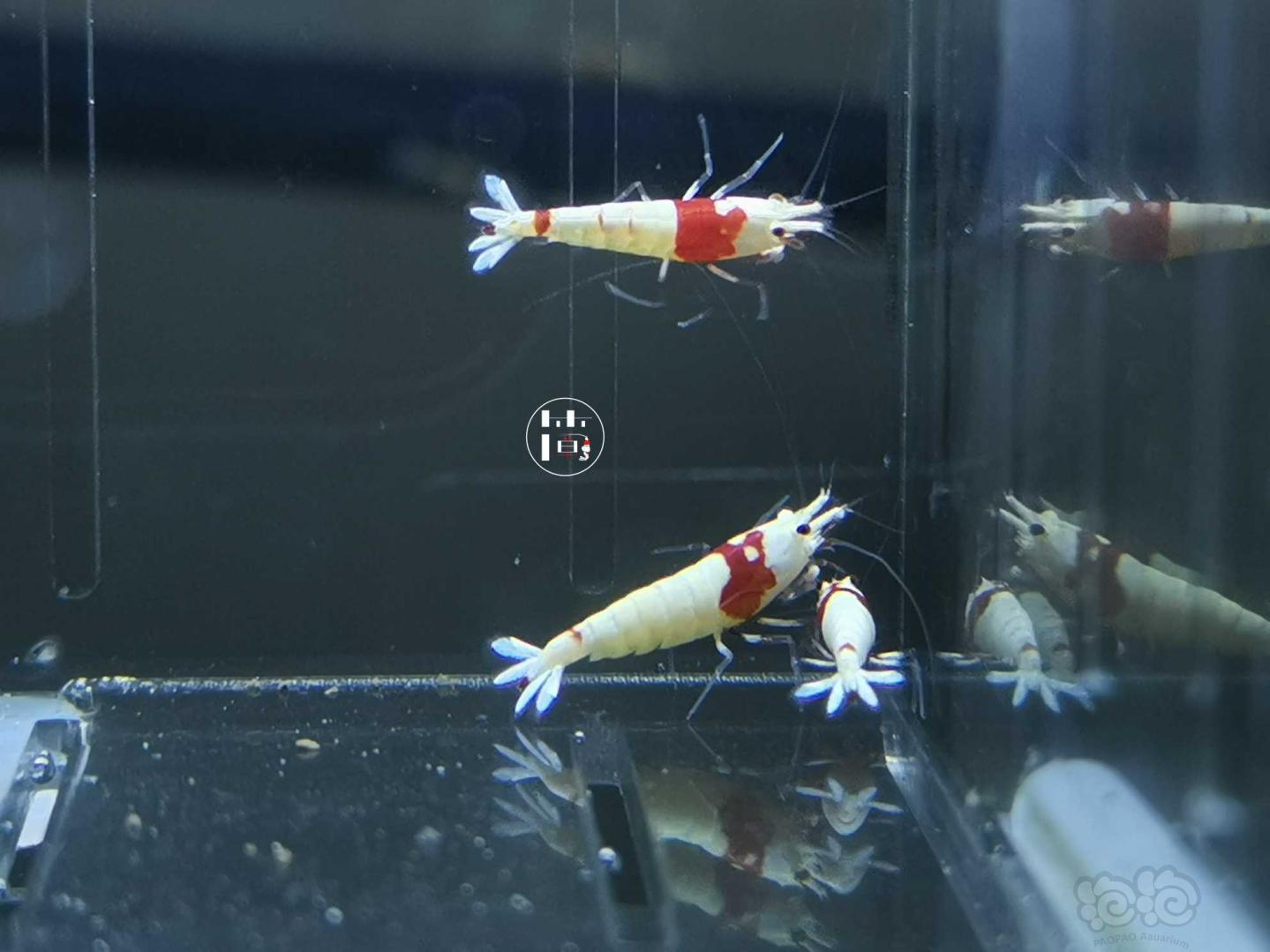 【虾】2020-06-04#RMB拍卖精选系统白躯红白水晶虾10只-图3