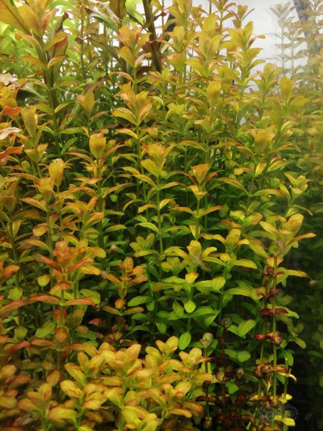 出南美小圆叶北美丁香丹麦大红玫瑰