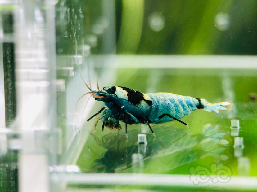 【虾】2020-6-4#RMB拍卖一份蓝化花头繁殖组-5只-图2
