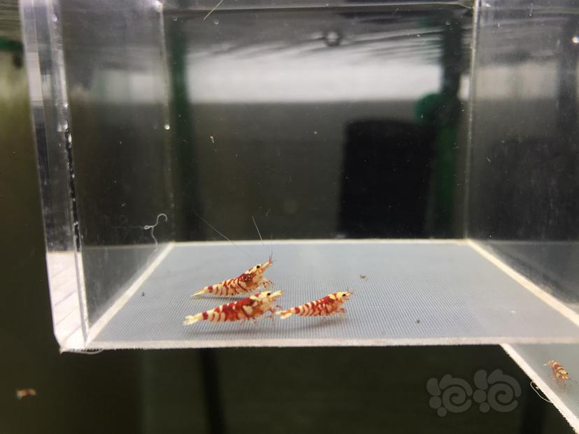 【虾】2020-06-16#RMB拍卖太极红花虎1公2母-图1