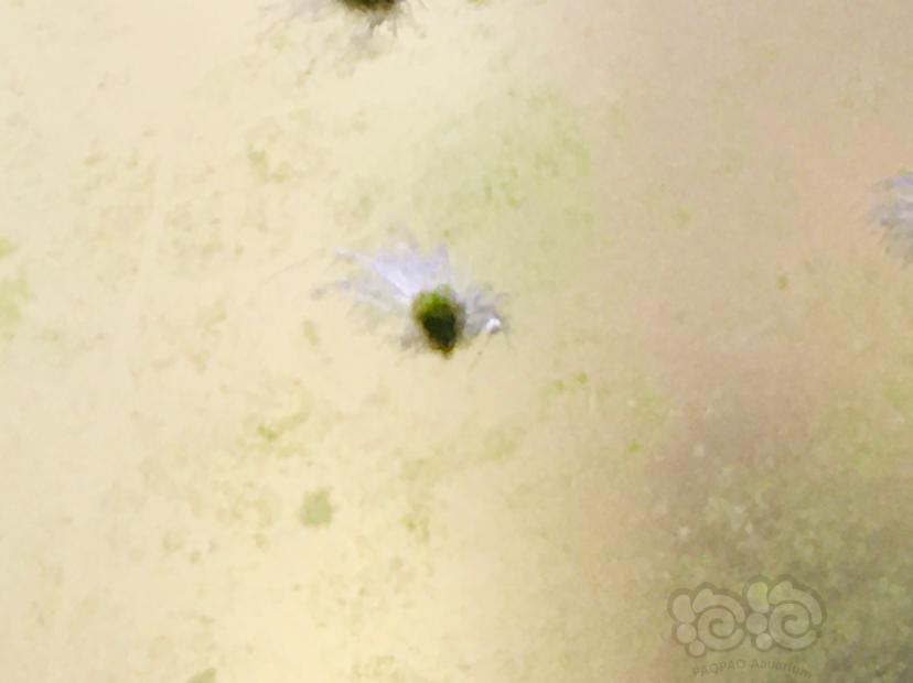 娜拉除藻酵素黑银河水晶虾缸评测〈六〉你们期待的绿斑藻和黑毛藻情况来了-图5