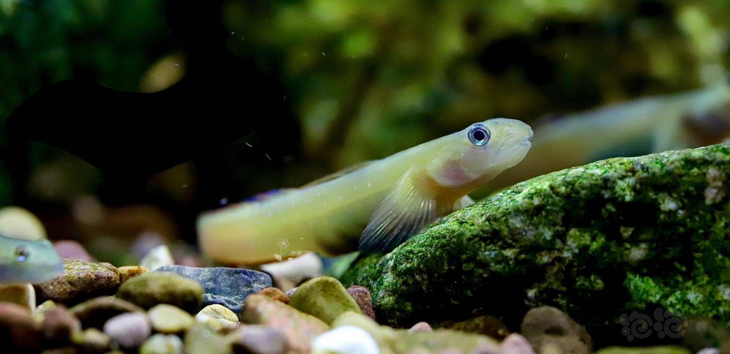 菲律宾宿务黄瓜虾虎