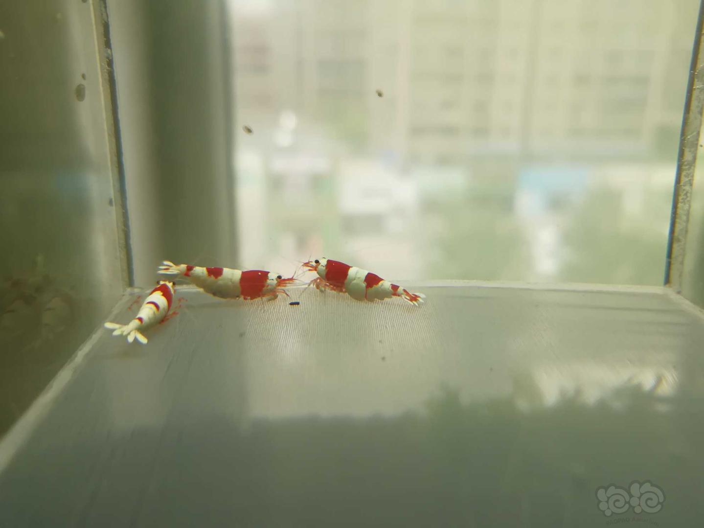【虾】2020-06-23#RMB拍卖#红白纯血水晶虾一份4只-图4