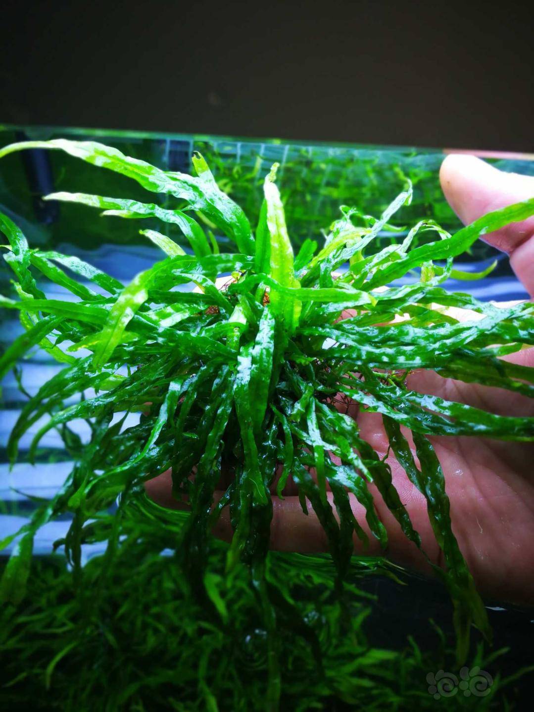 【水草】出丹麦细叶铁