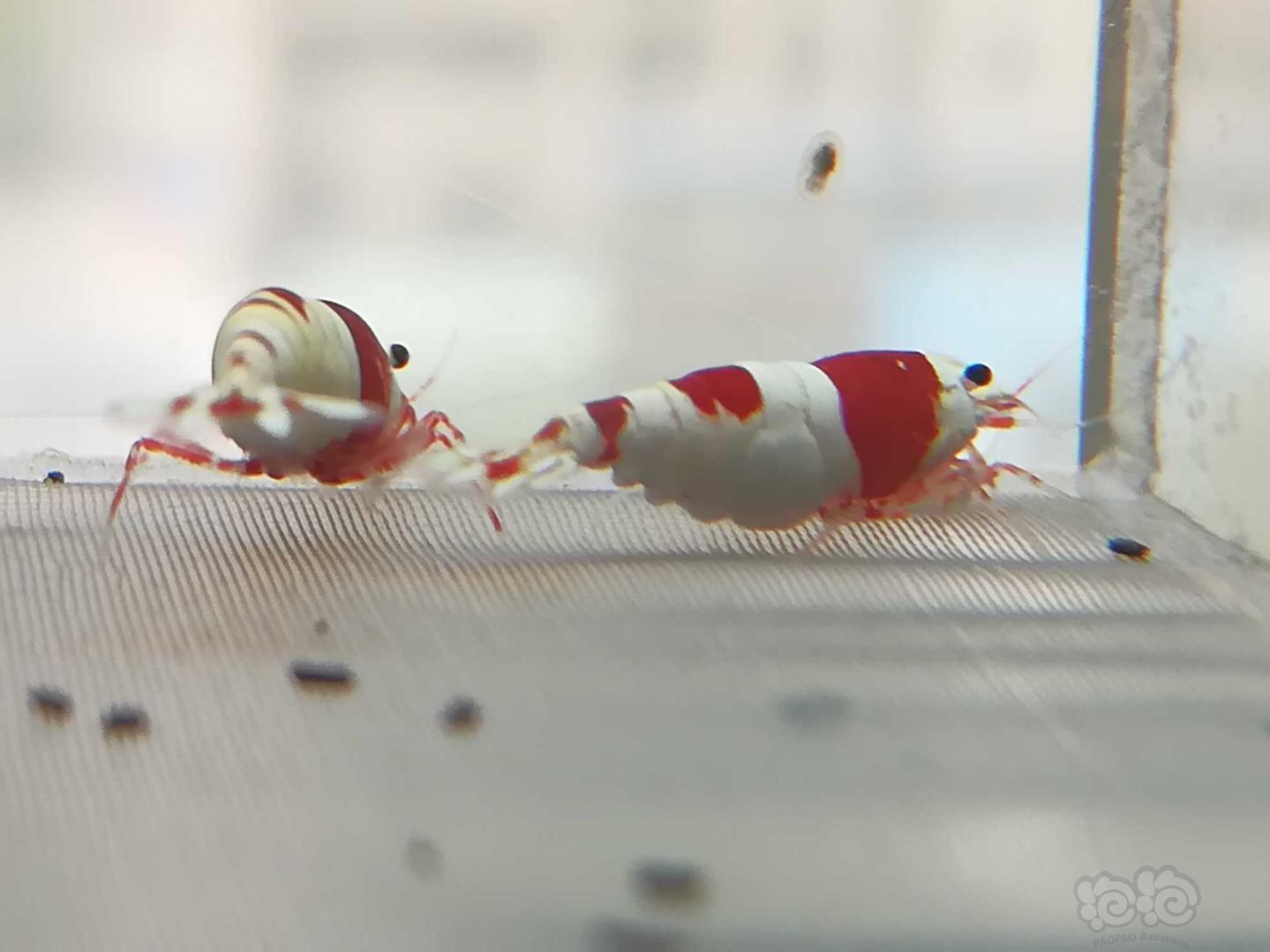 【虾】2020-06-22#RMB拍卖#红白纯血水晶虾一份4只-图6