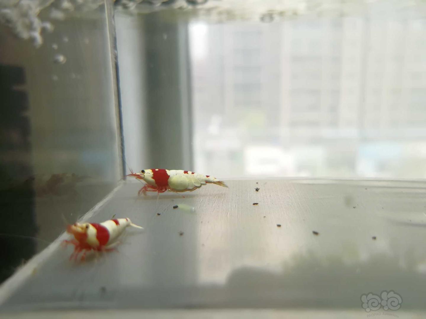【虾】2020-06-28#RMB拍卖#红白纯血水晶虾一份2只-图3