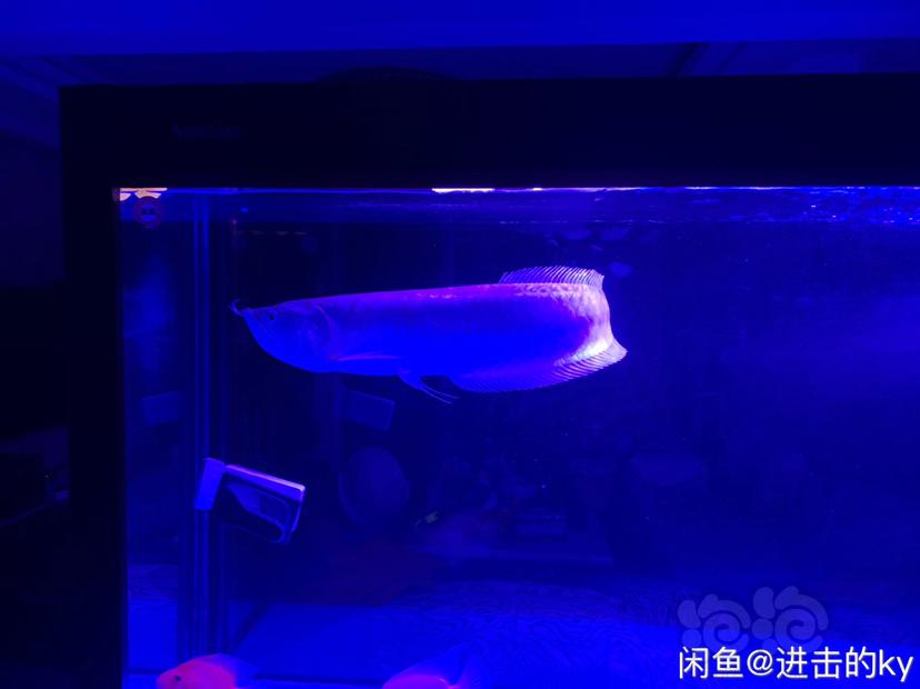 【热带鱼】60cm+银龙-图3
