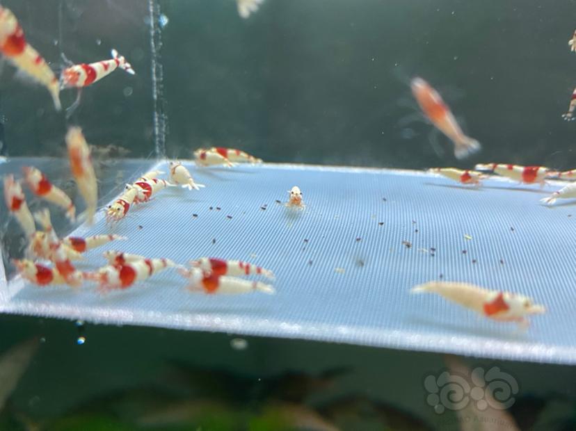 【虾】2020-06-26#RMB拍卖红白水晶虾65只-图4