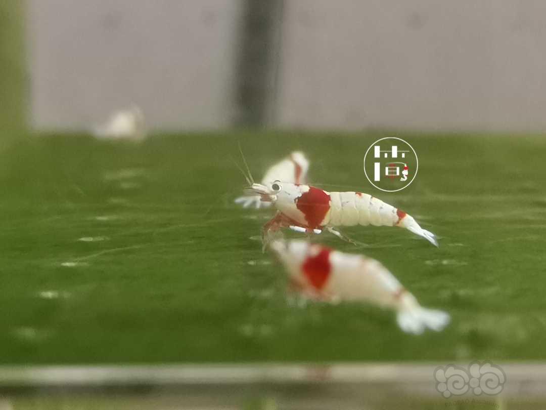 【虾】2020-06-09#RMB拍卖精选系统红白水晶虾10只-图4