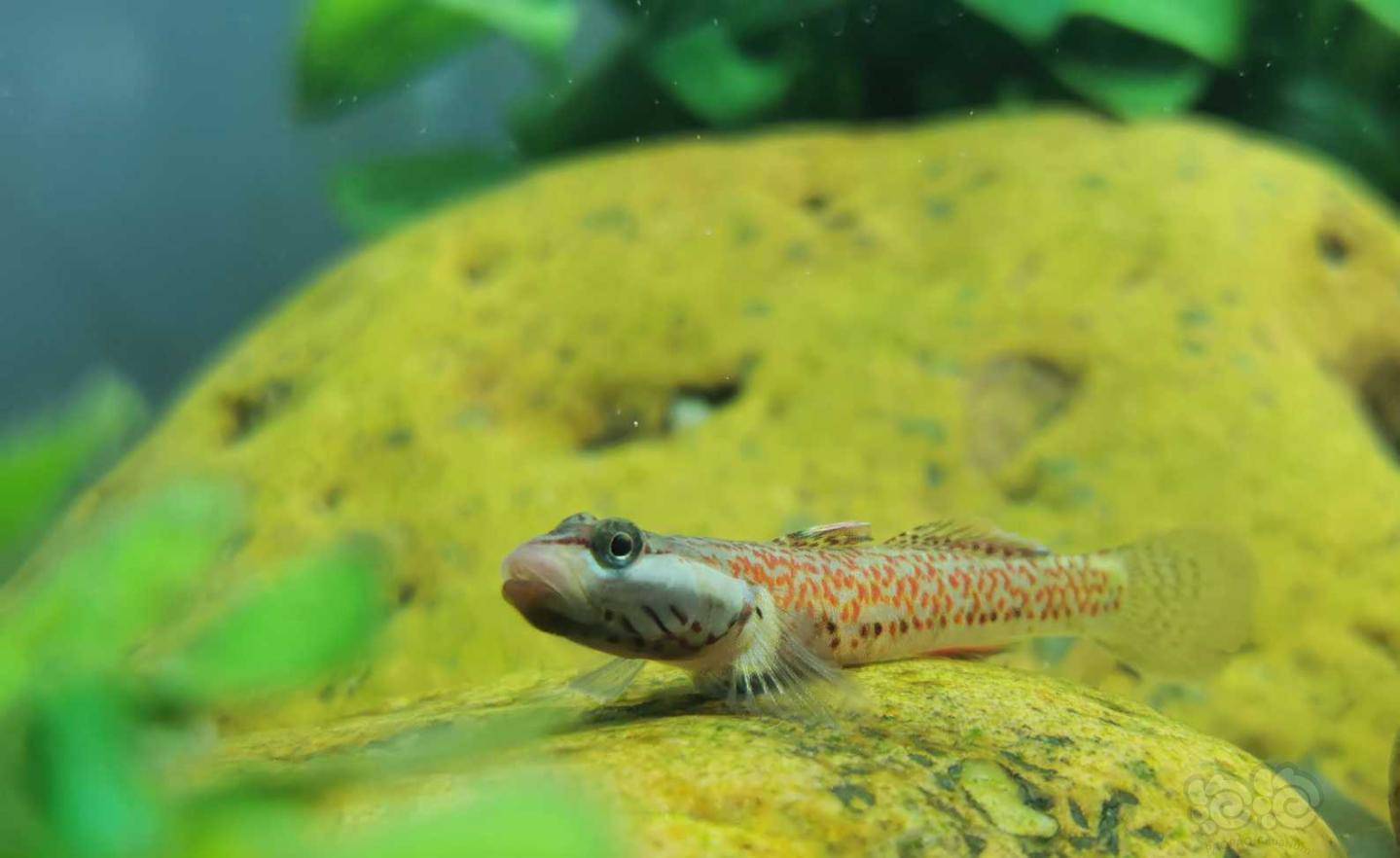 新入了一条像仙女一样的鱼