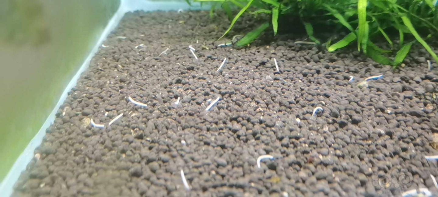  翻缸屠虫记>之水蛭篇