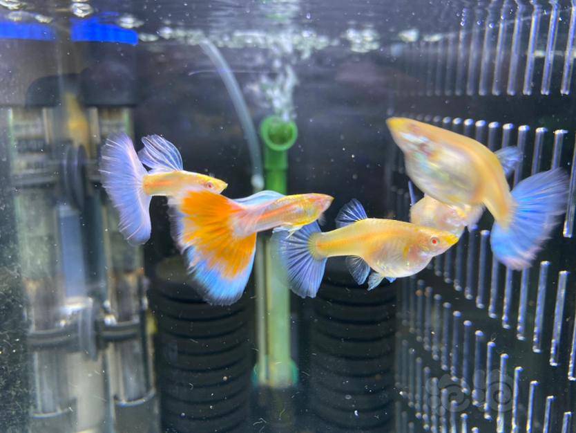 蓝白孔雀鱼太能生期待生出好品种