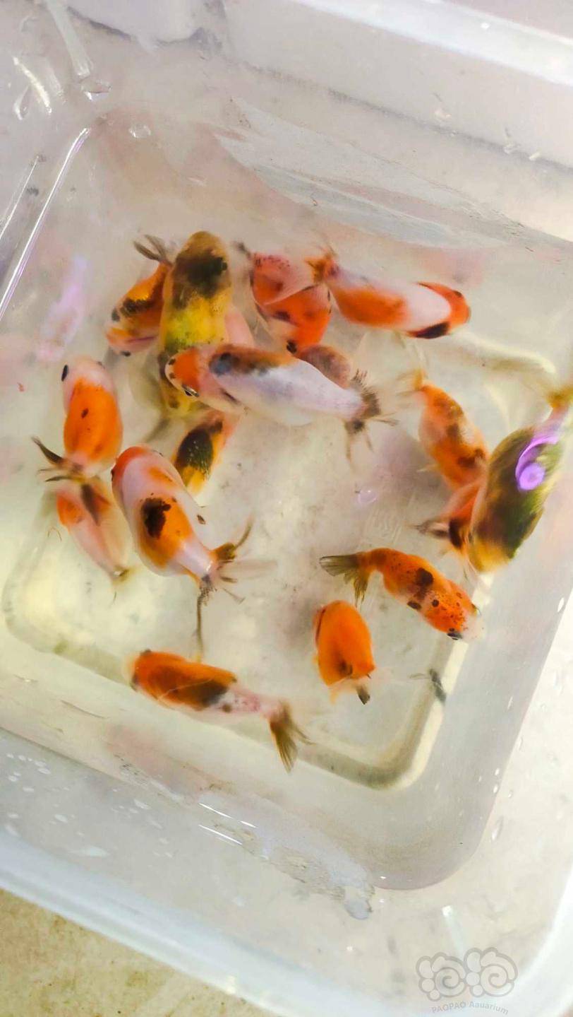 热带鱼金鱼苗兰寿苗子