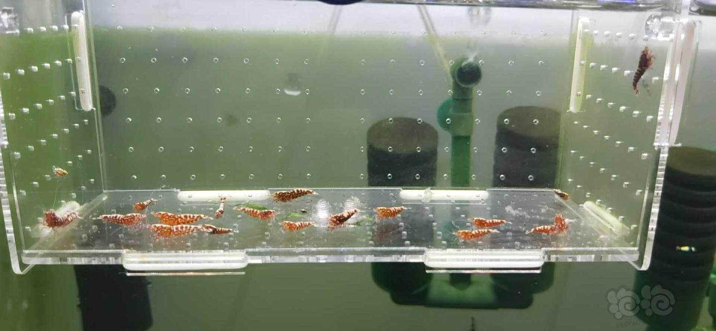 【虾】2020-06-29#RMB拍卖系统红银河鱼骨一份17只-图3