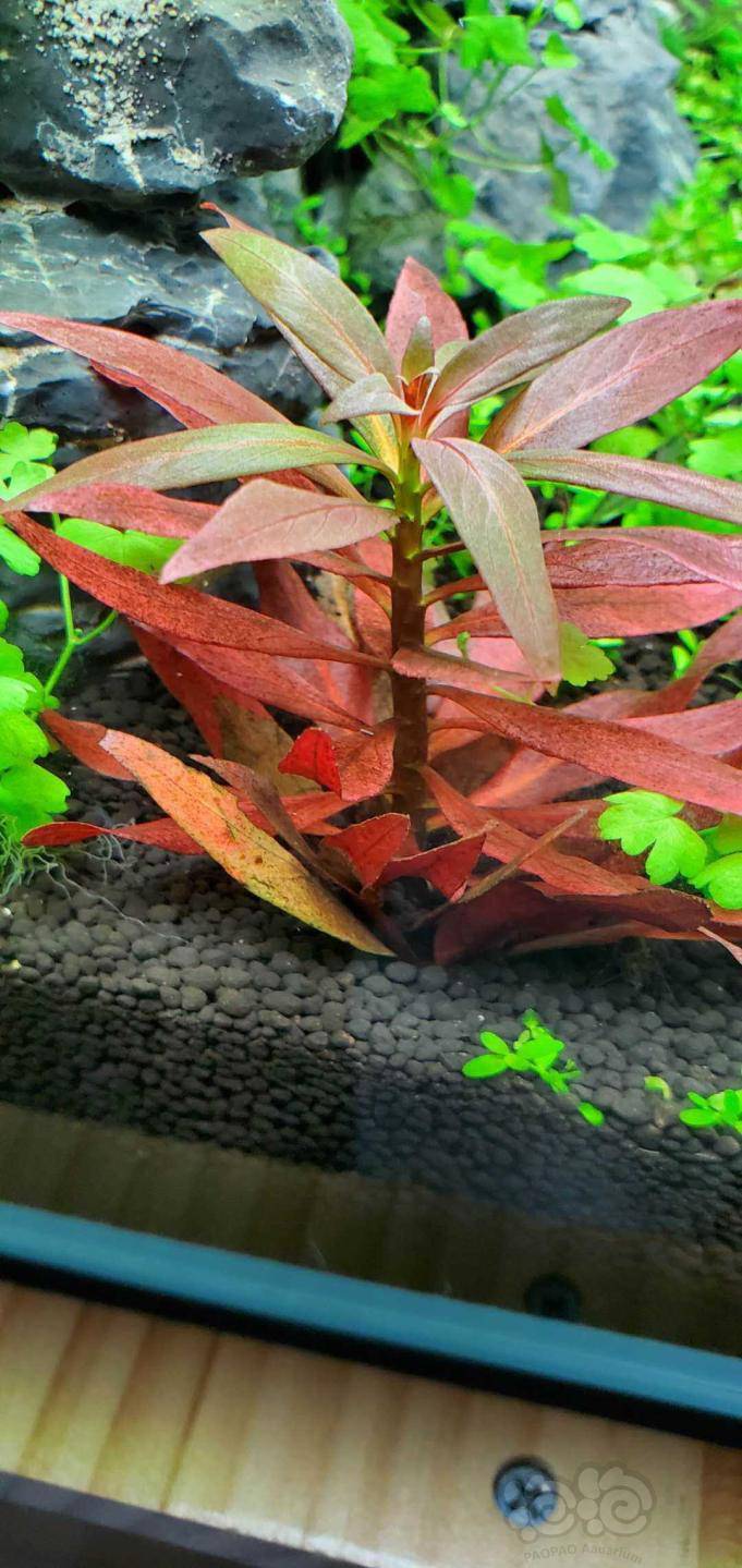 红草不红是怎么回事是不是灯的病