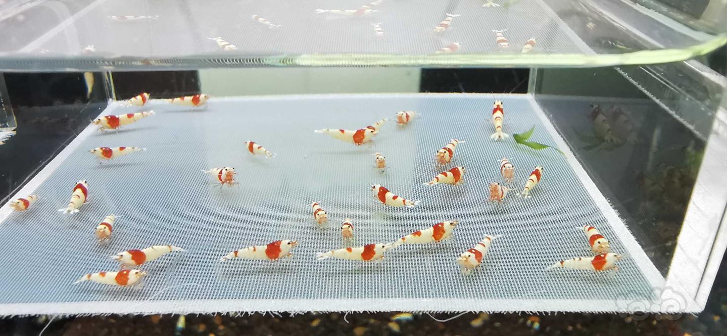 【虾】2020-07-17#RMB拍卖红白纯血丸禁30只-图1