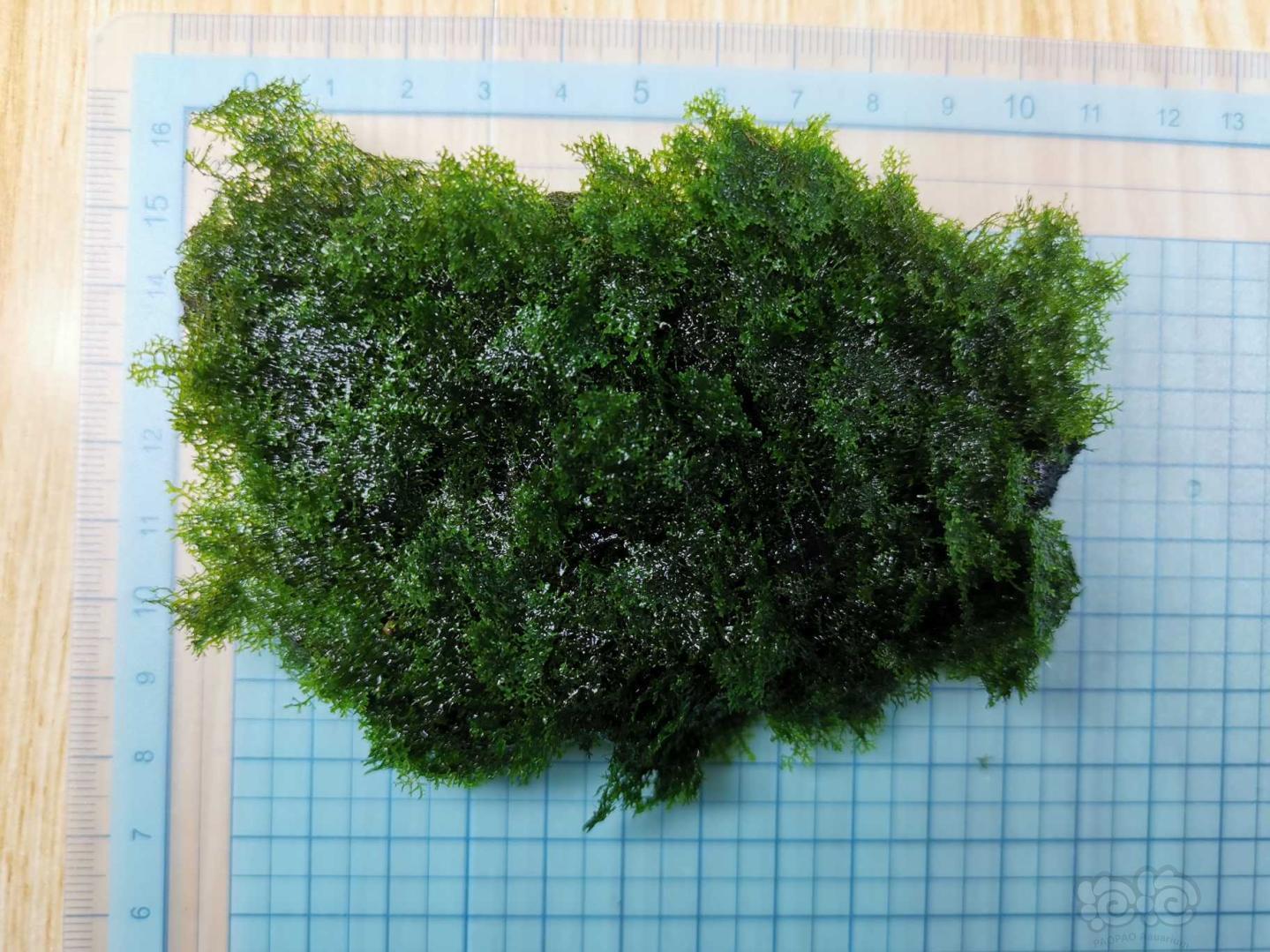 【用品】2020-07-27#RMB拍卖沉木定植迷你珊瑚摩丝一块-图4