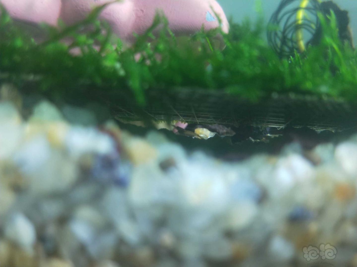 【其它】黑壳虾崽儿出生透明的-图1