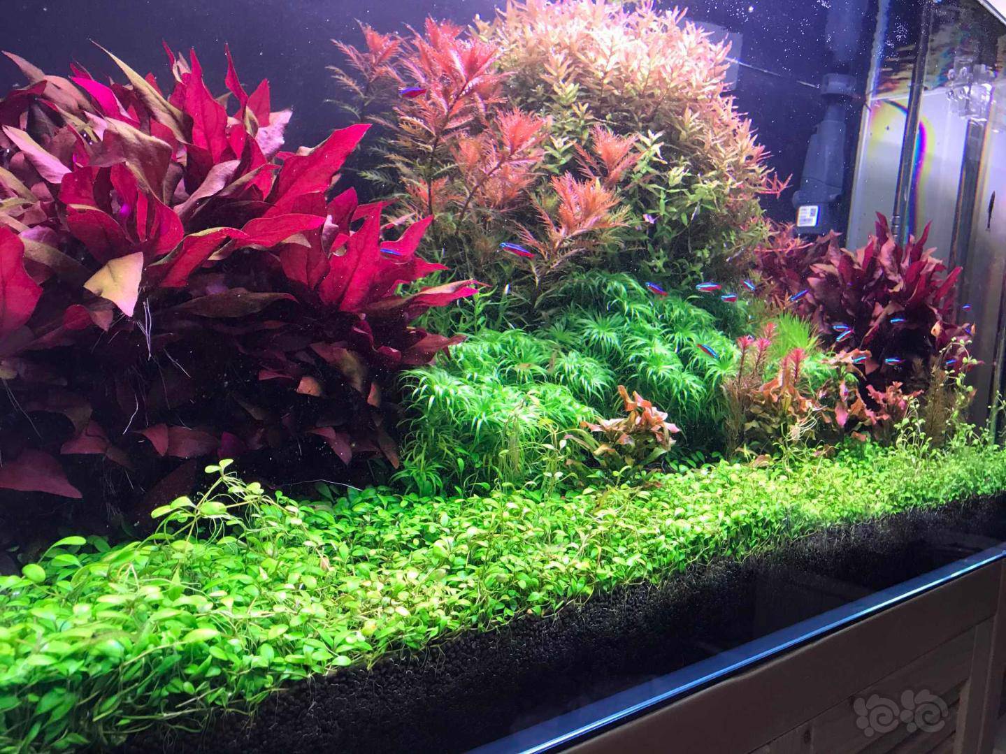 继续晒晒几天没管长得很猛啊绿宫廷还没起来