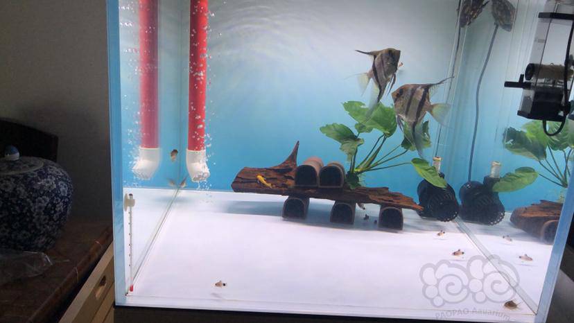 其它燕子鱼繁殖了需要怎么弄呢