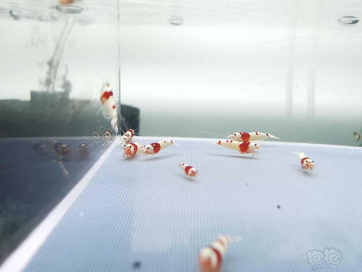 【虾】2020-07-13#RMB拍卖红白纯血丸禁30只-图6