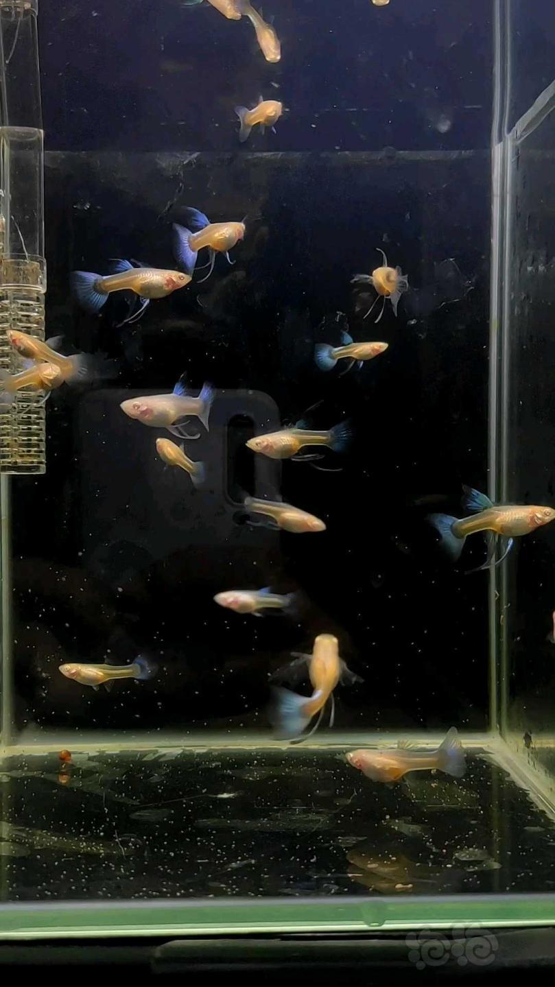 【热带鱼】天空蓝孔雀母鱼-图6