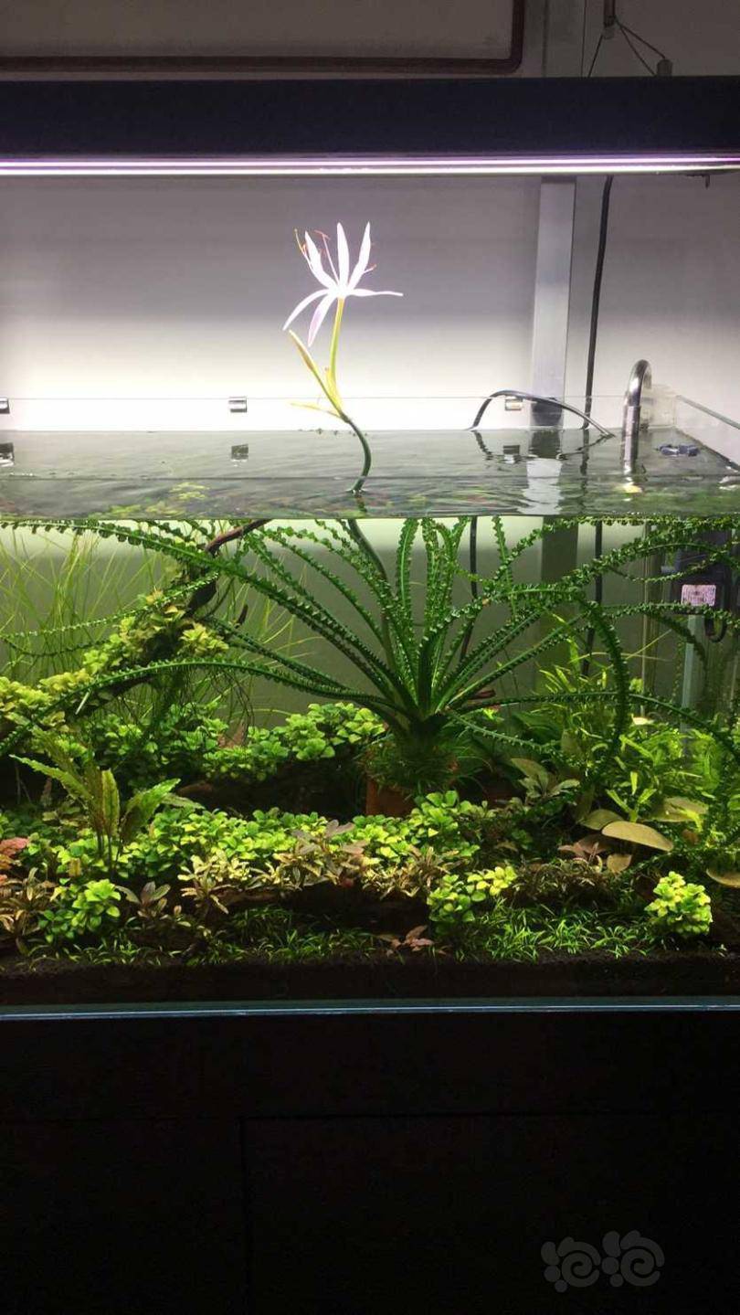 龙鞭居然开花了还挺香