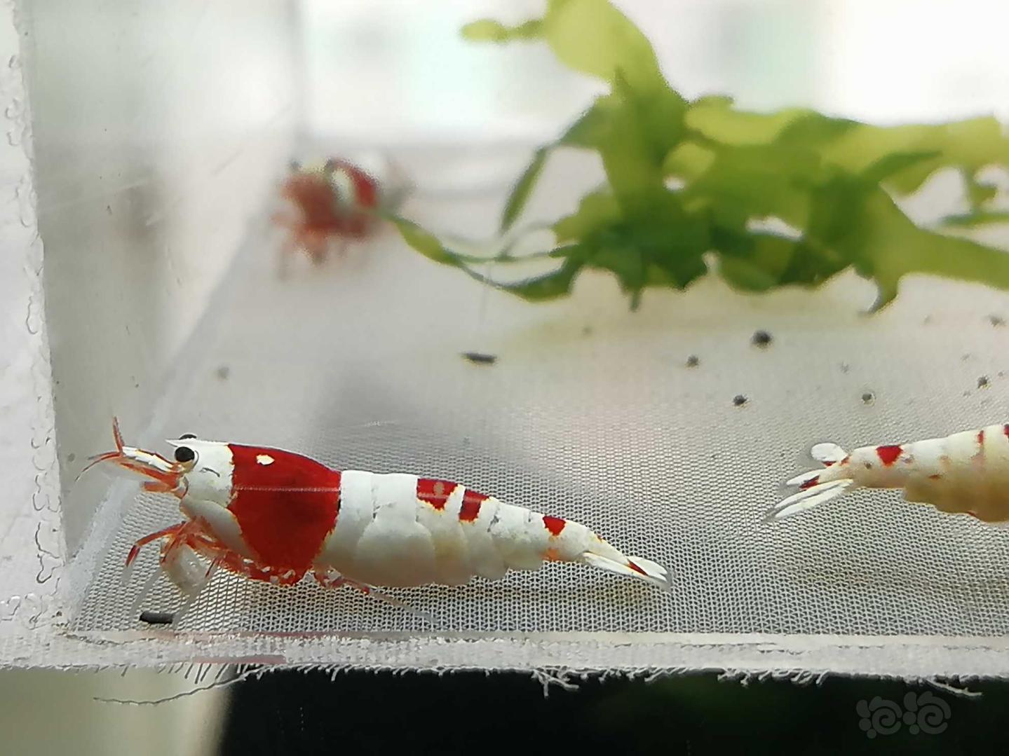 【虾】2020-07-31#RMB拍卖#红白纯血水晶虾一份6只-图1