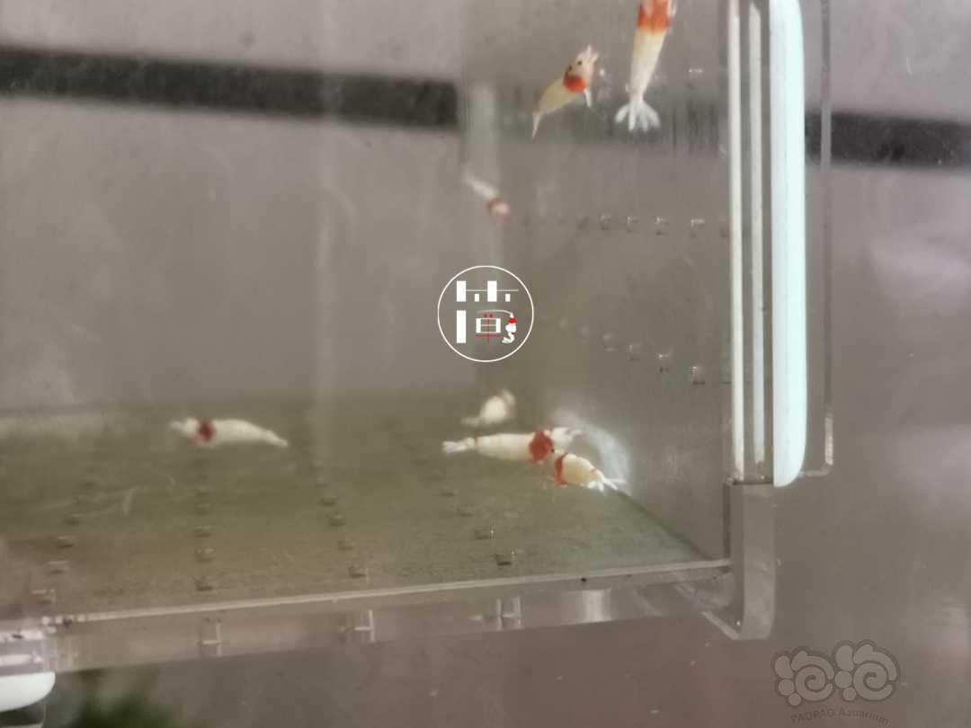 【虾】2020-07-07#RMB拍卖精选系统白躯红白水晶虾18只-图2