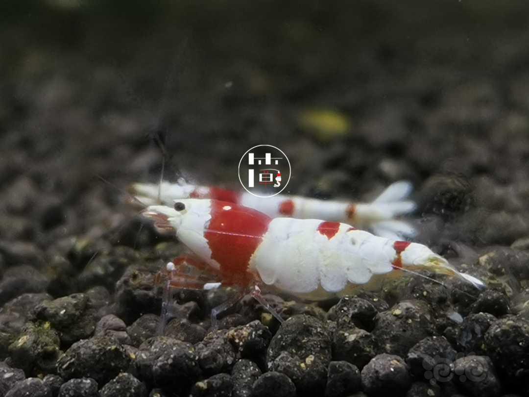 【虾】2020-07-12#RMB拍卖红白水晶虾繁殖组3只-图5