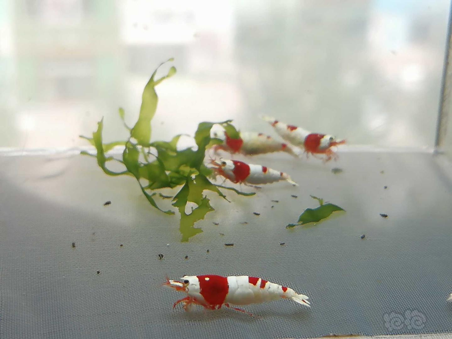 【虾】2020-07-31#RMB拍卖#红白纯血水晶虾一份6只-图6