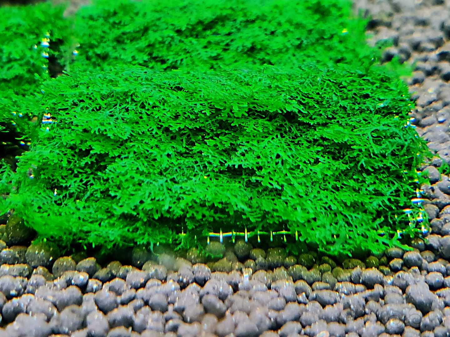 迷你珊瑚 珊瑚莫斯 小叶美凤 翅脉蕨 青木蕨 针叶米拉维 -图1