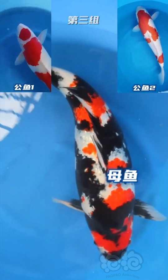 【热带鱼】福利价出售2cm左右未发色未选锦鲤鱼苗-图3