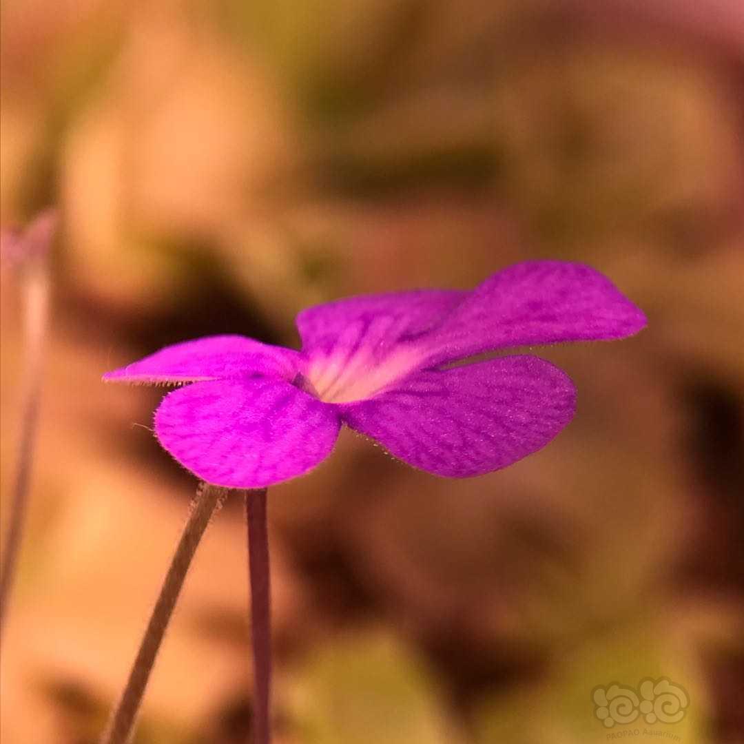 捕虫堇的小花花-图5