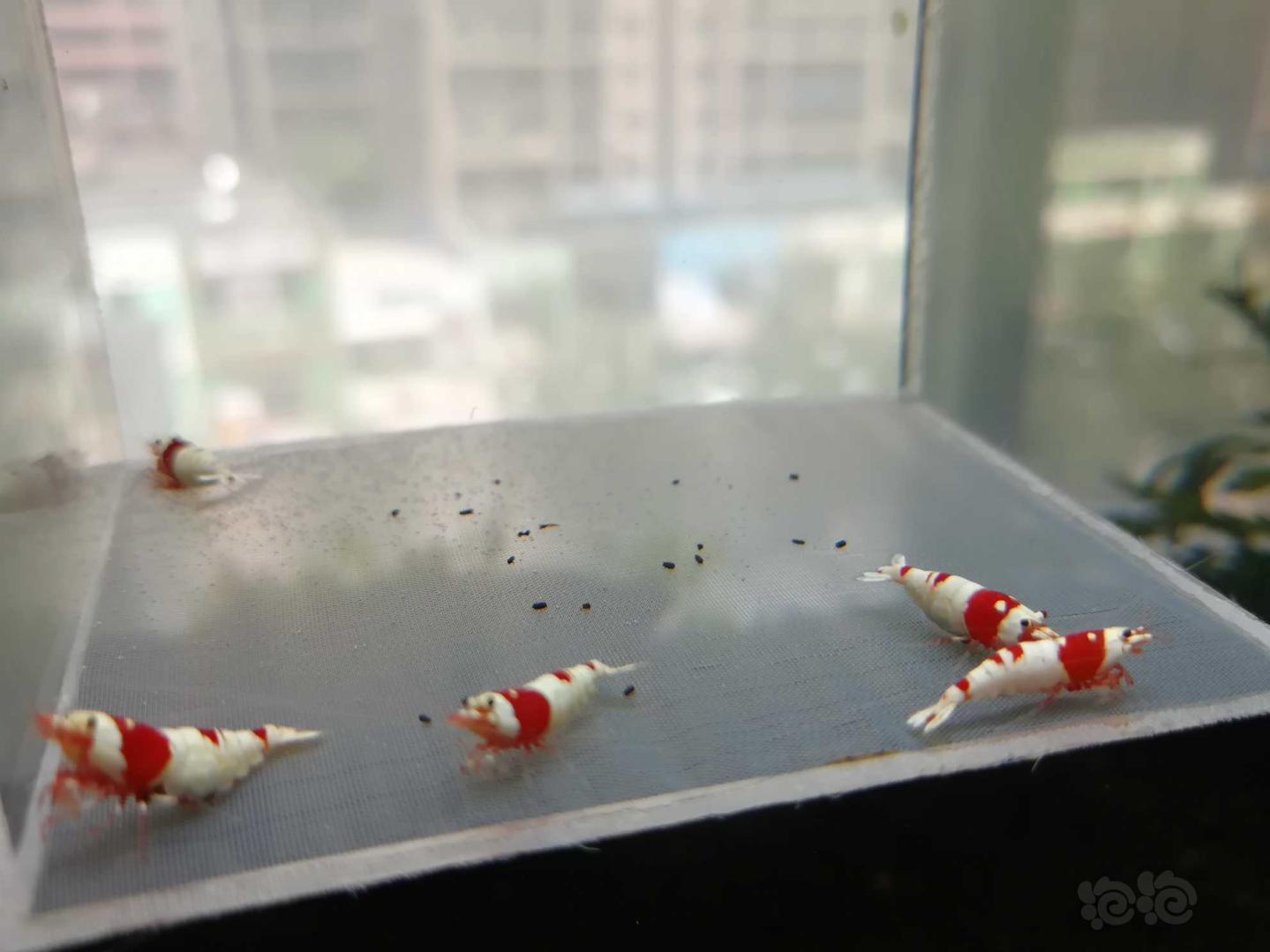 【虾】2020-07-01#RMB拍卖#红白纯血水晶虾一份5只-图3