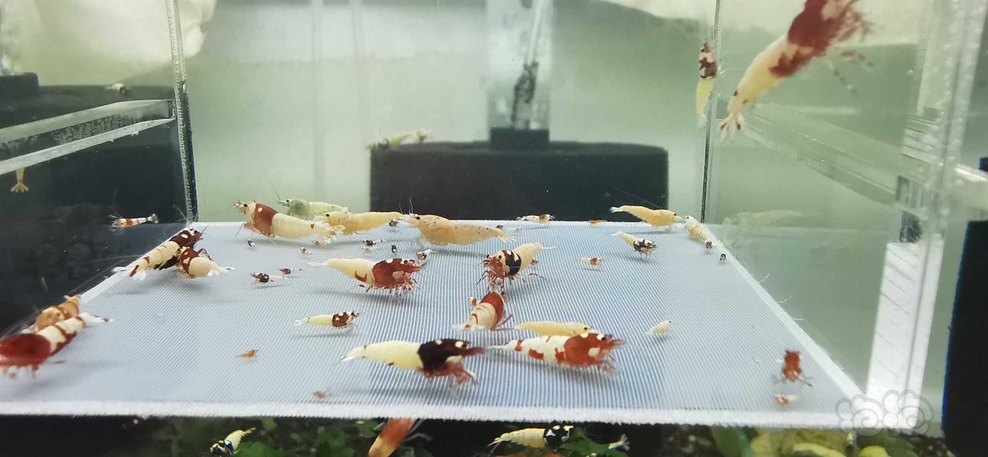 【虾】2020-07-13#RMB拍卖杂虾一份25只-图5