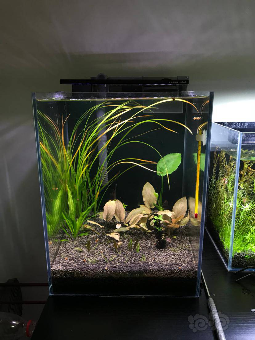 换水的时候忍不住撸两把泰国水剑然后黄叶了