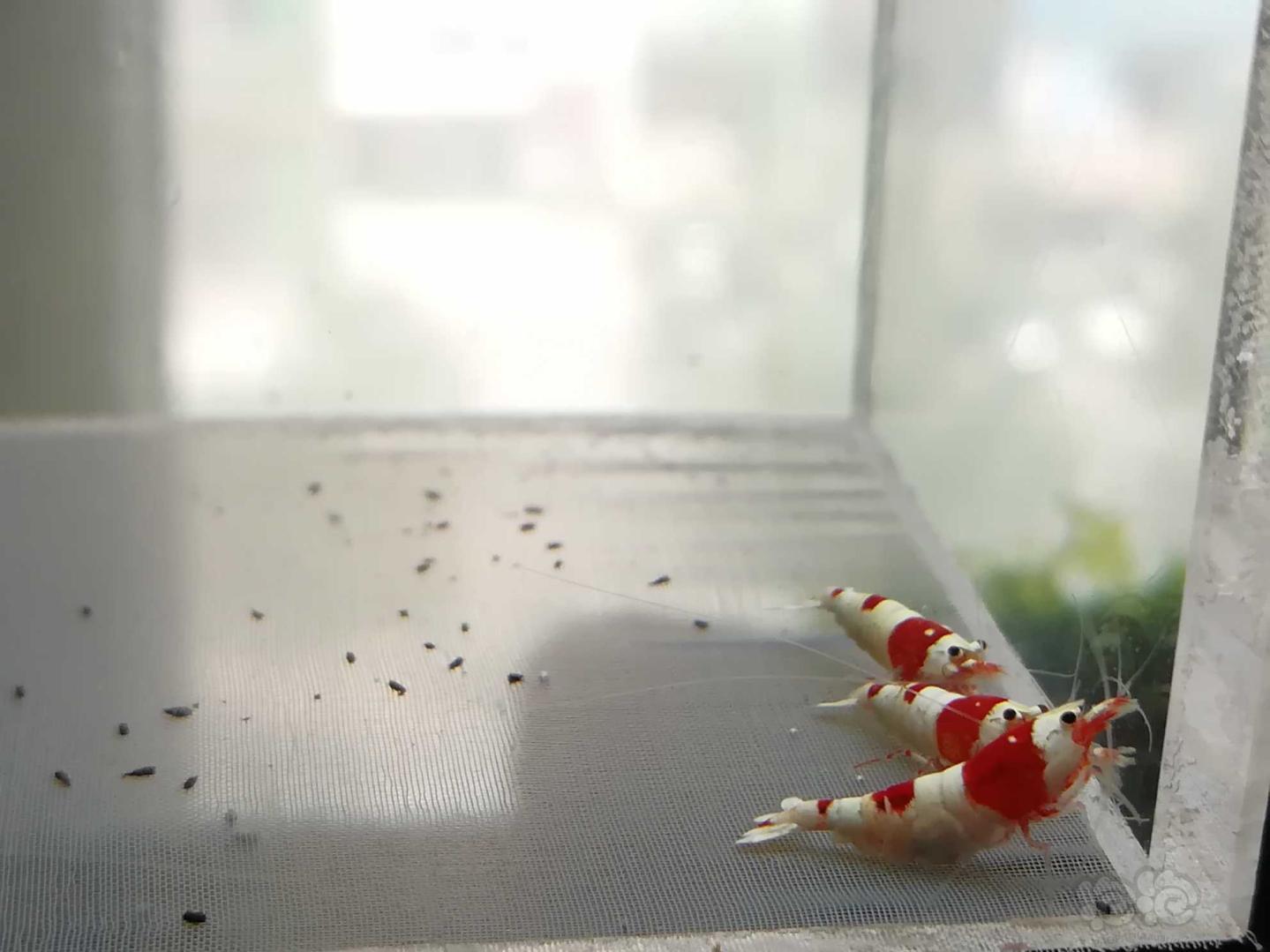 【虾】2020-07-01#RMB拍卖#红白纯血水晶虾一份5只-图3