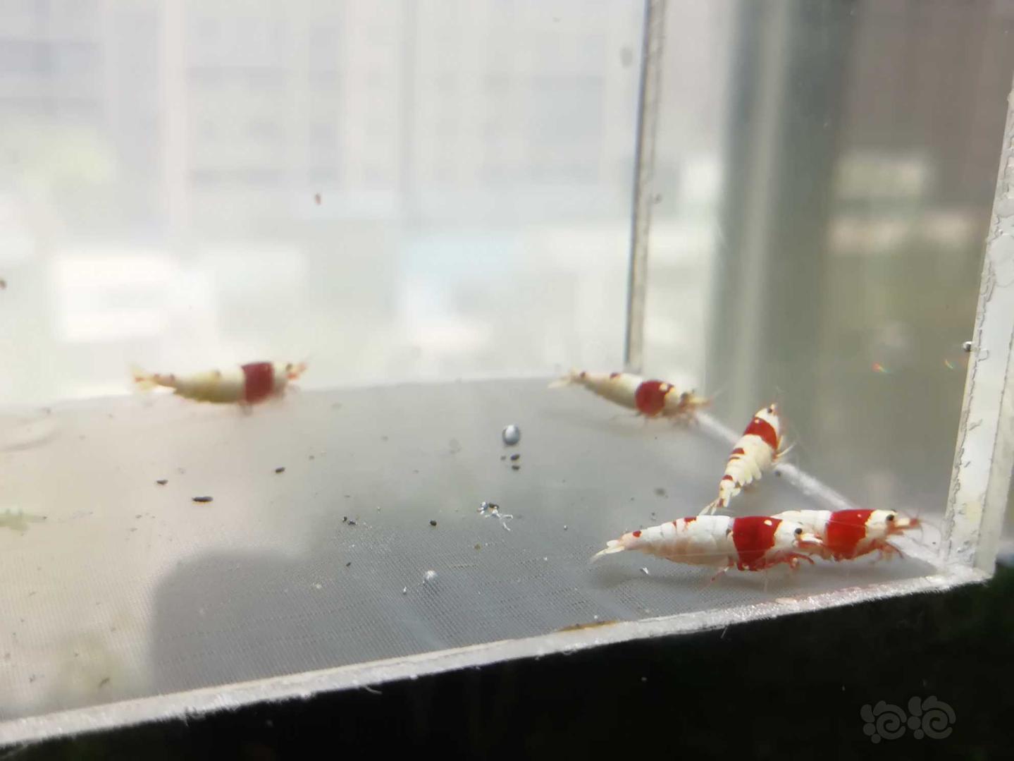 【虾】2020-07-11#RMB拍卖#红白纯血水晶虾一份5只-图3